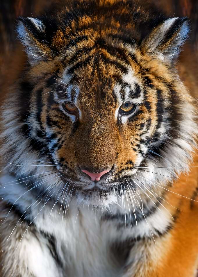 Tiger portrait