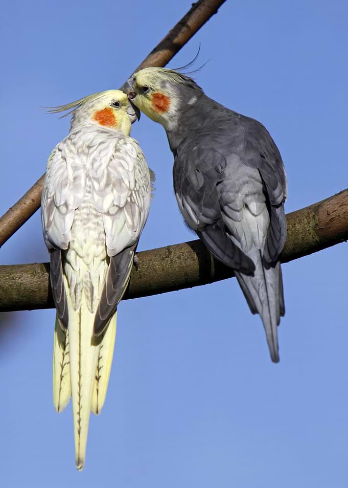Cockatiel Love