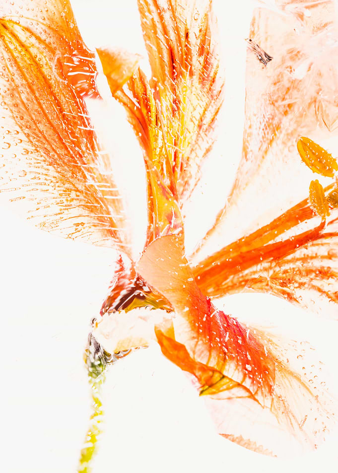 Alstroemeria in ice 1