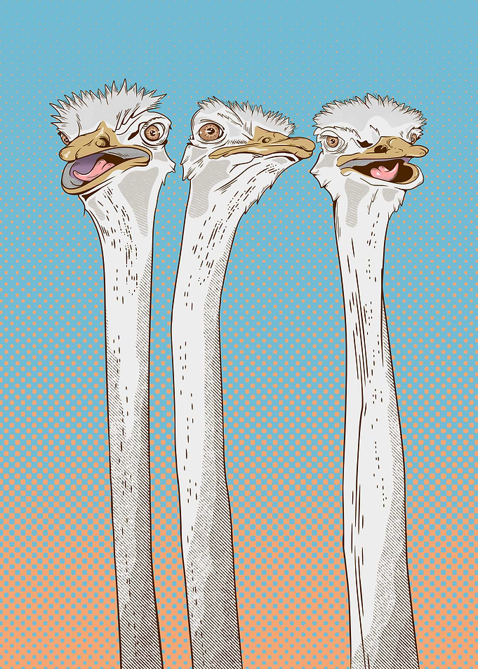 Three cute ostriches