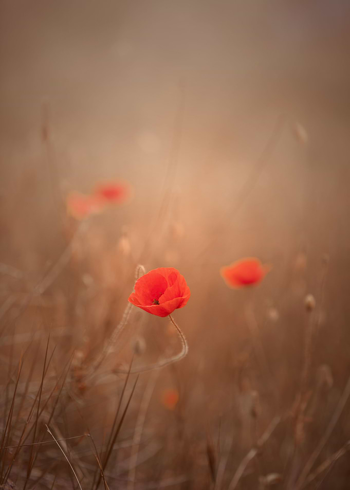 Red field poppies in glade