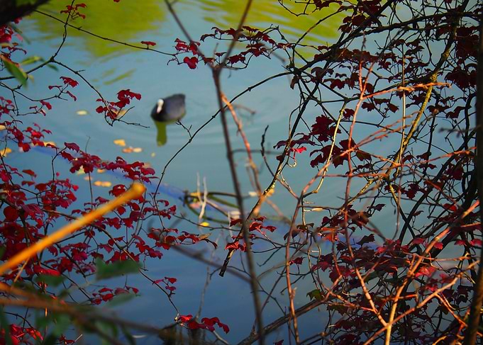 Creative Nature Shot
