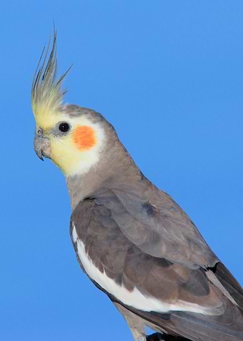 Silver Cockatiel