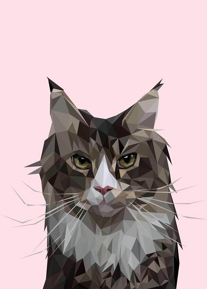 Cute cat