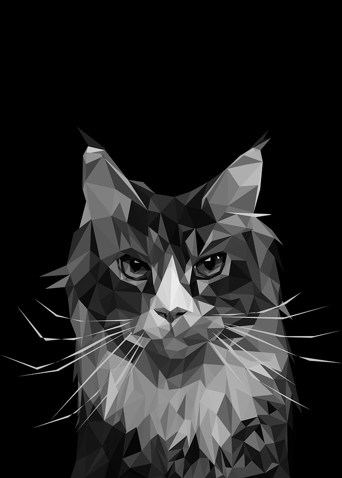 funny cat