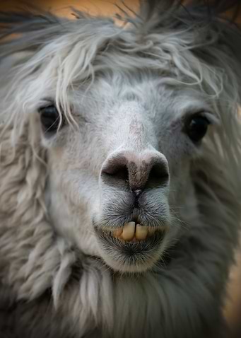 Alpaca Snout Portrait