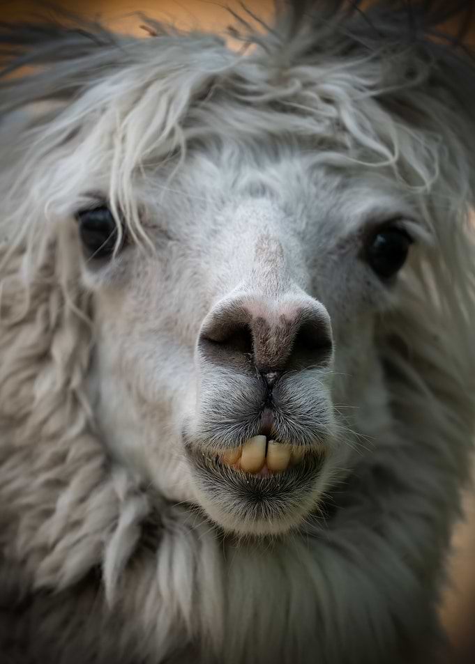 Alpaca Snout Portrait