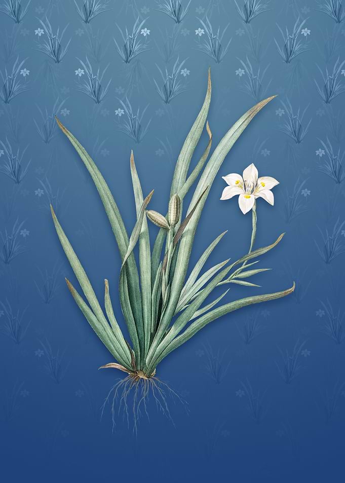Vintage Fortnight Lily
