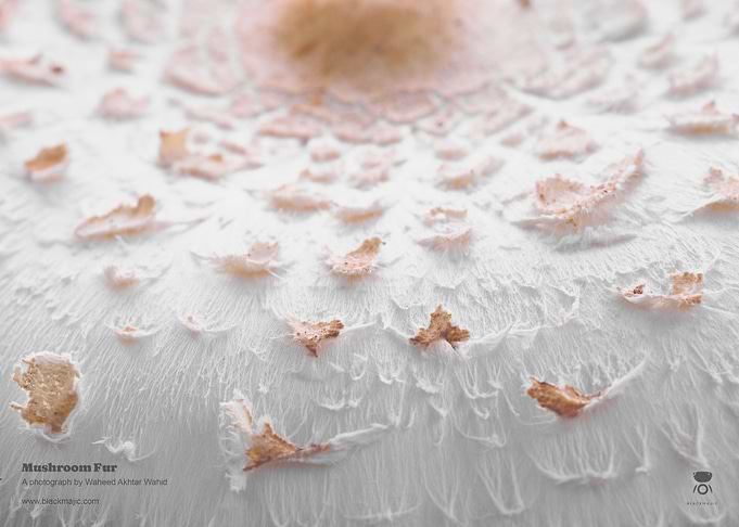 Mushroom Fur
