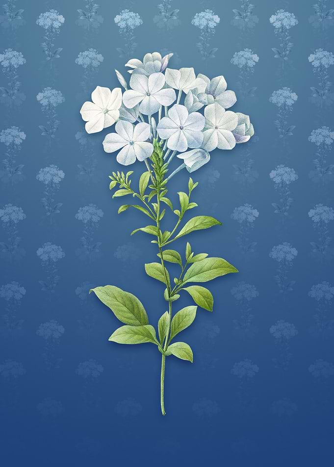 Vintage Plumbago Caerulea