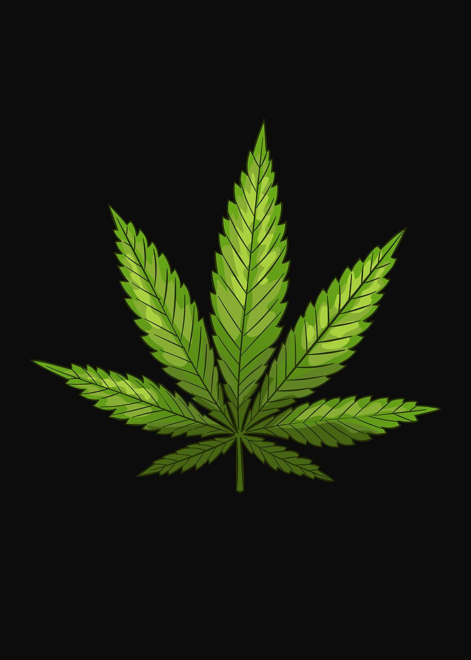 Cannabis THC Marijuana