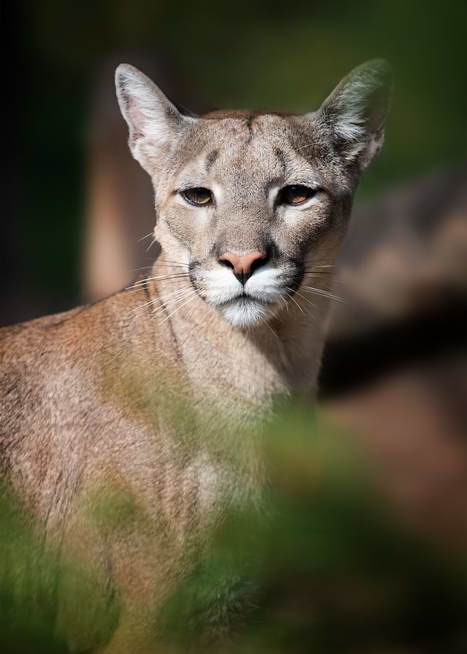 Cougar portrait