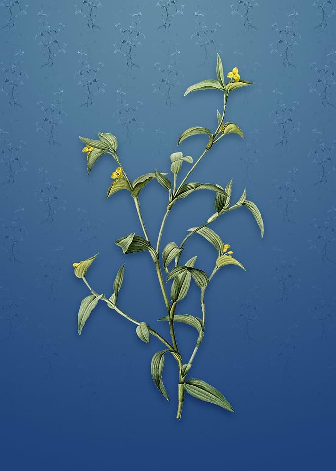 Vintage Commelina Africana