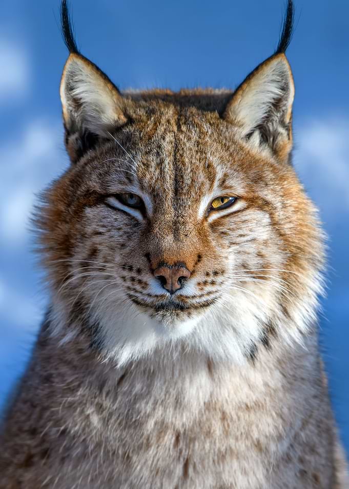 Lynx portrait in the snow