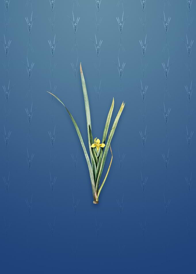 Vintage Yellow Iris