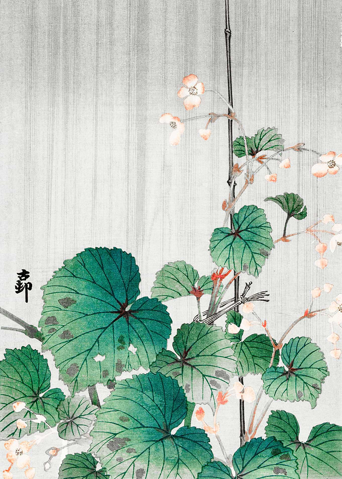Begonia in the rain 1930