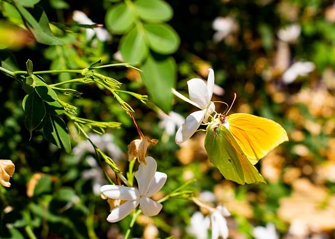 butterfly