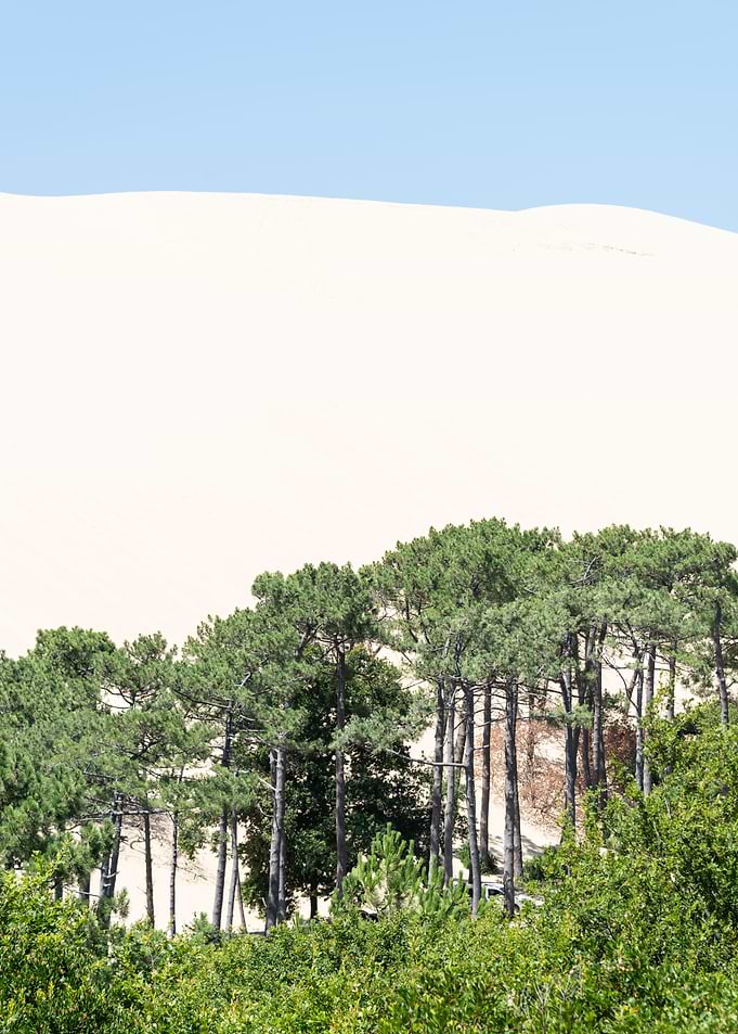 The Dune