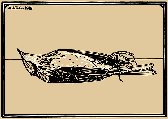 Dead Bird Julie de Graag