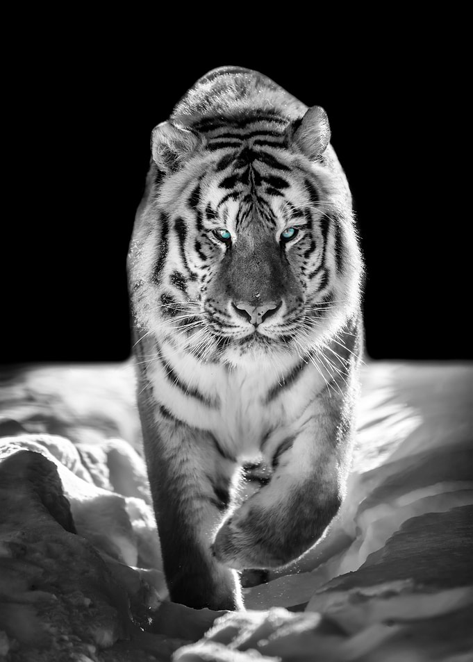 Tiger in snow