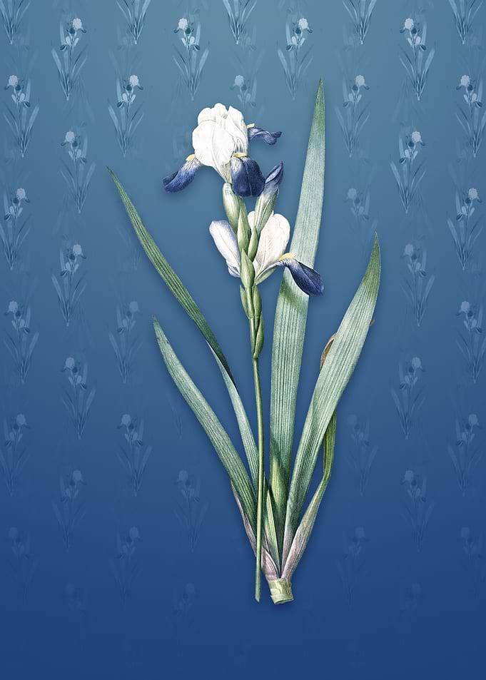 Vintage Tall Bearded Iris