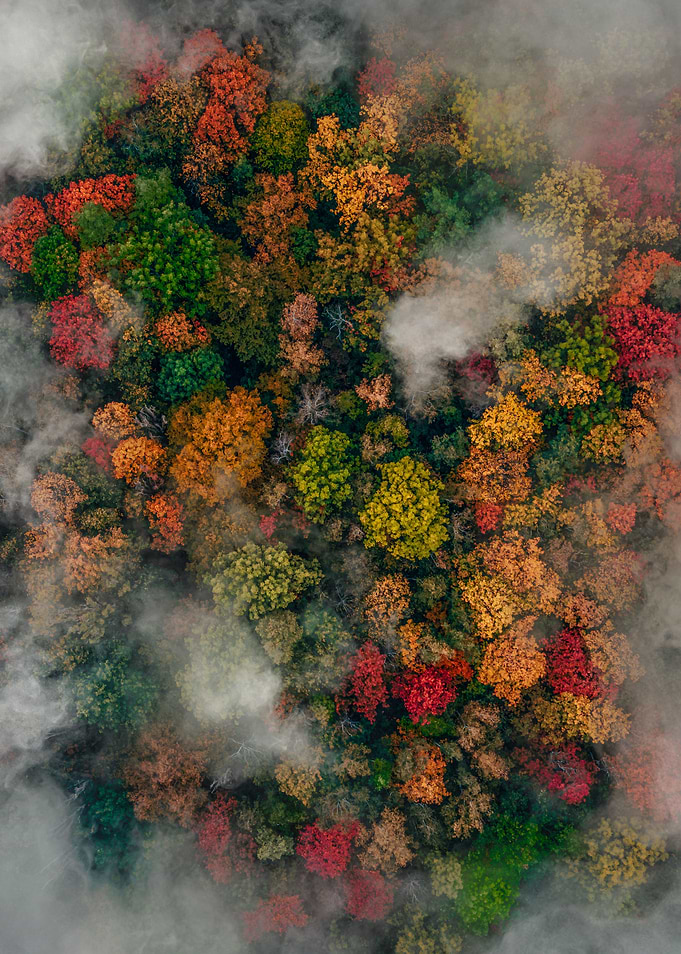 autumn forest
