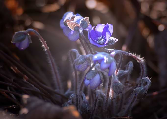 Spring flowers in garden