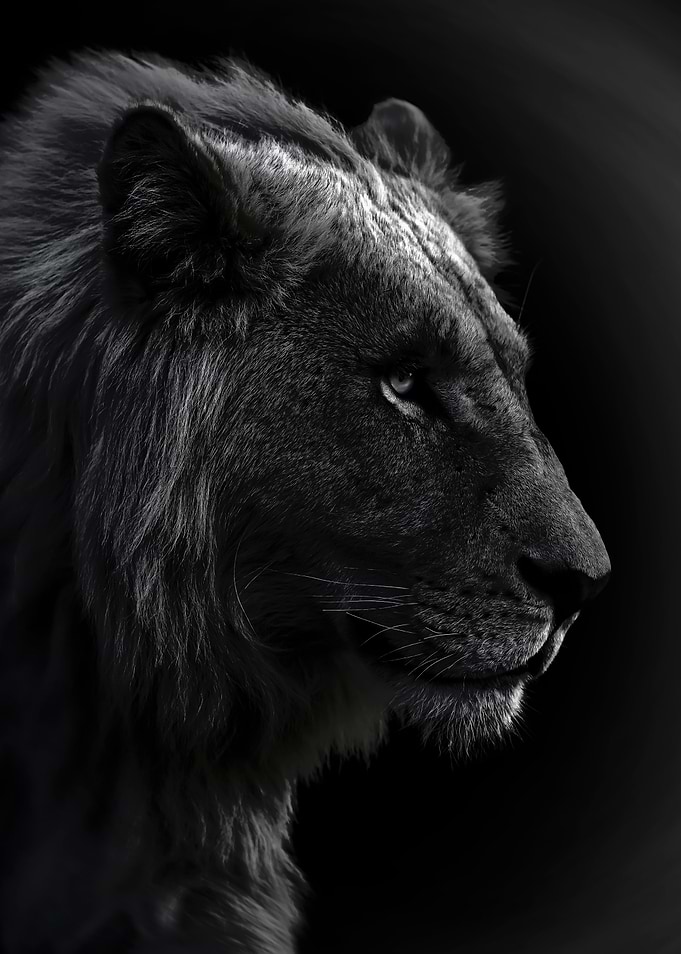 black lion king poster