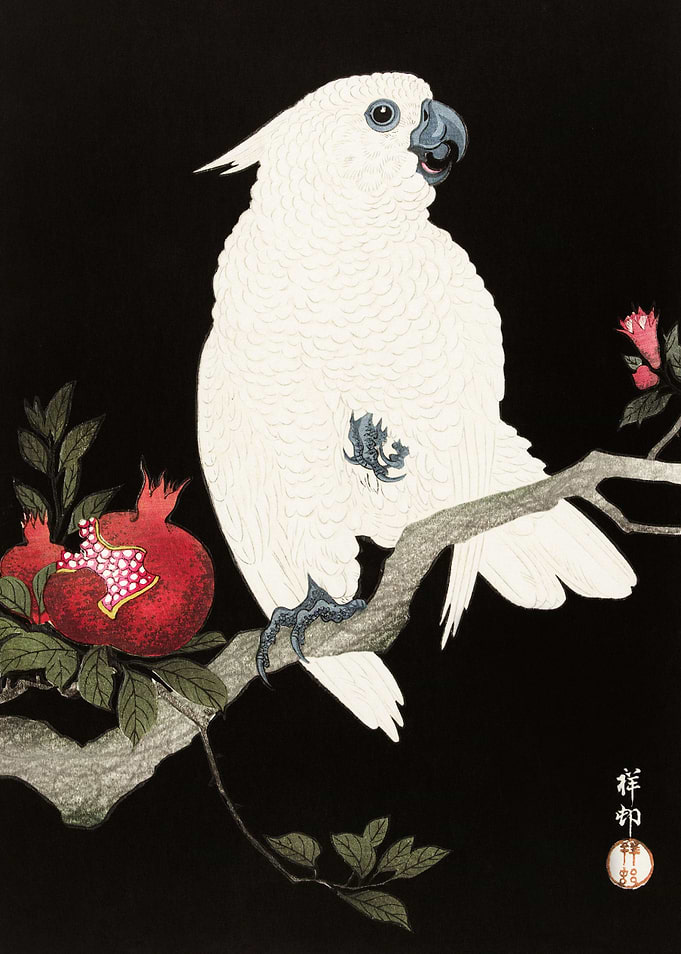 Cockatoo and pomegranate