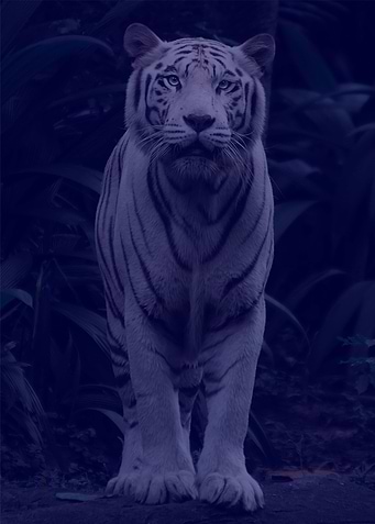 Geometric Clemson Tiger po