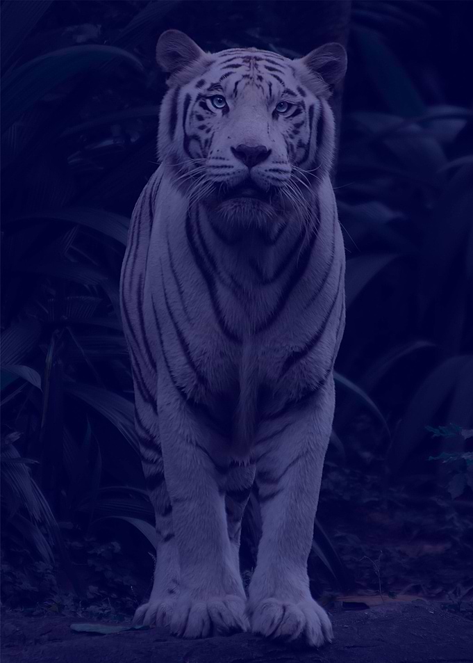 Geometric Clemson Tiger po