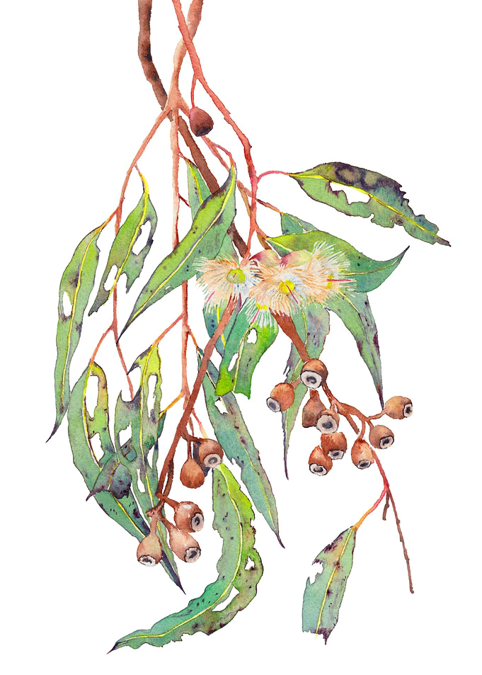 Flowering gum tree branch
