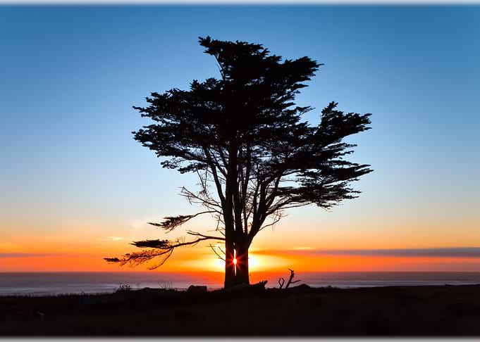 Cypress