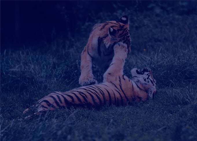 Siberian tiger
