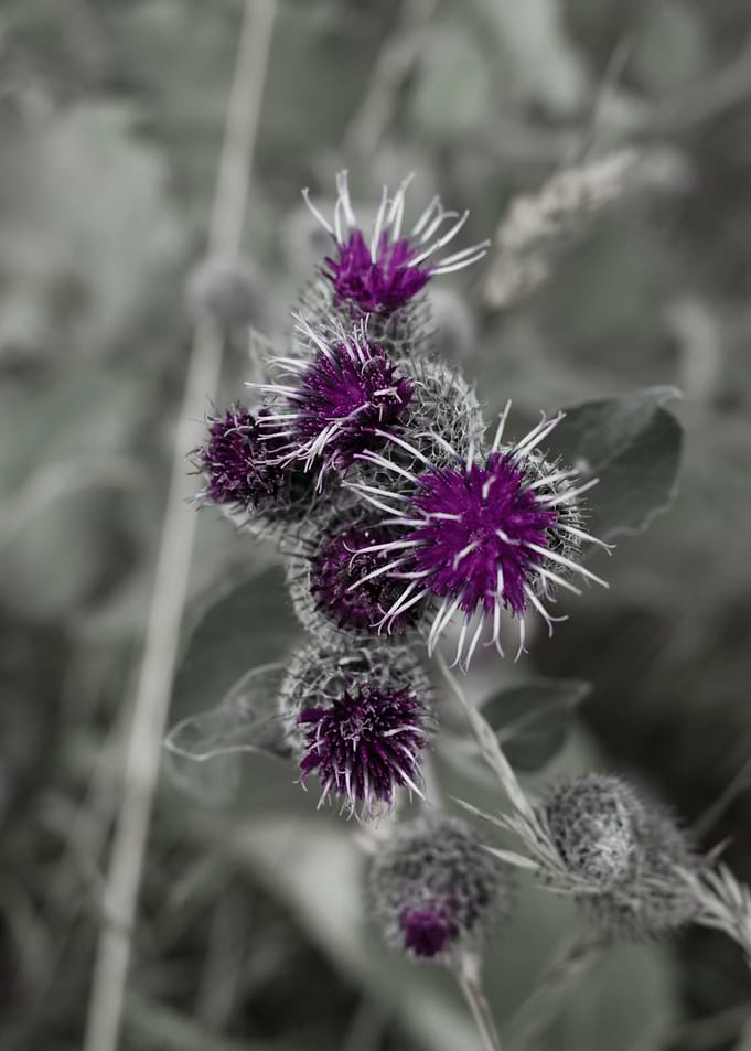 thistle