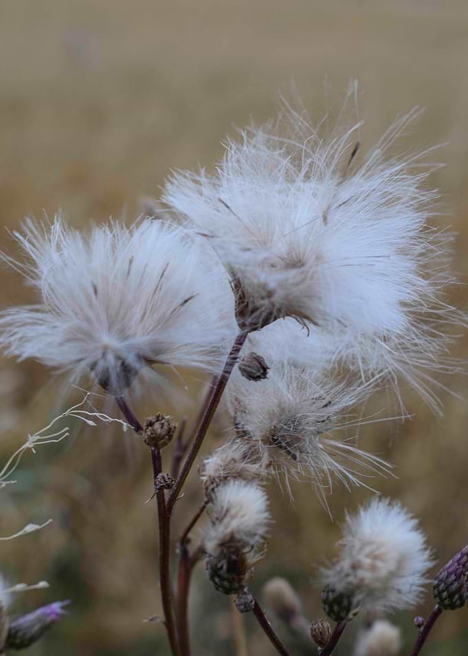 thistle flower
