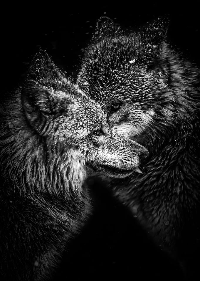 black wolfs love poster
