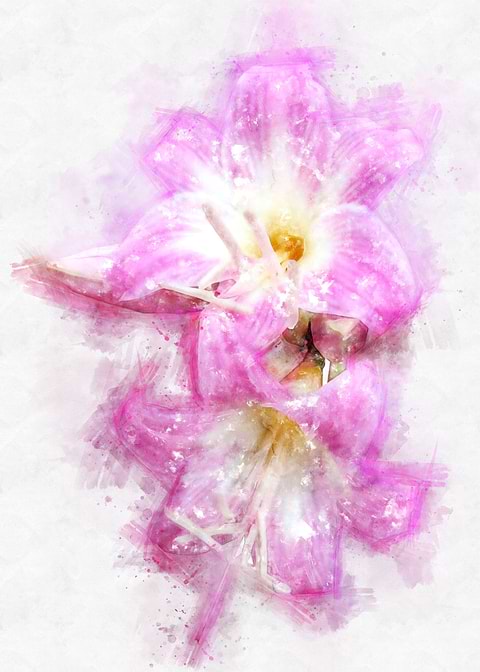 belladonna