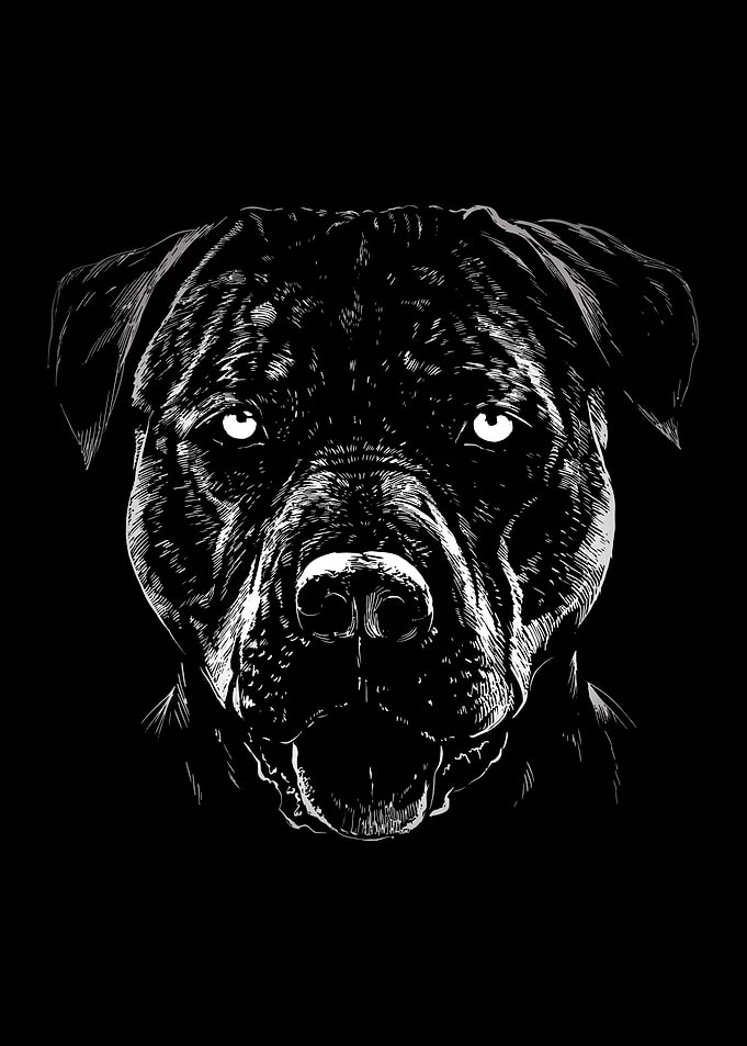 Dog Dogs Dog Lover Dog