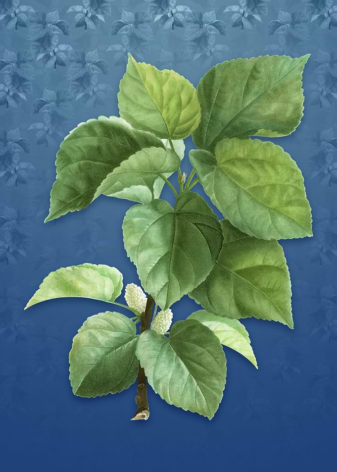 White Mulberry Plant