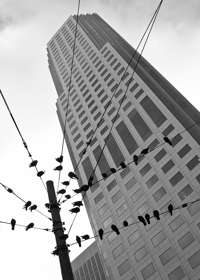 Birds Station