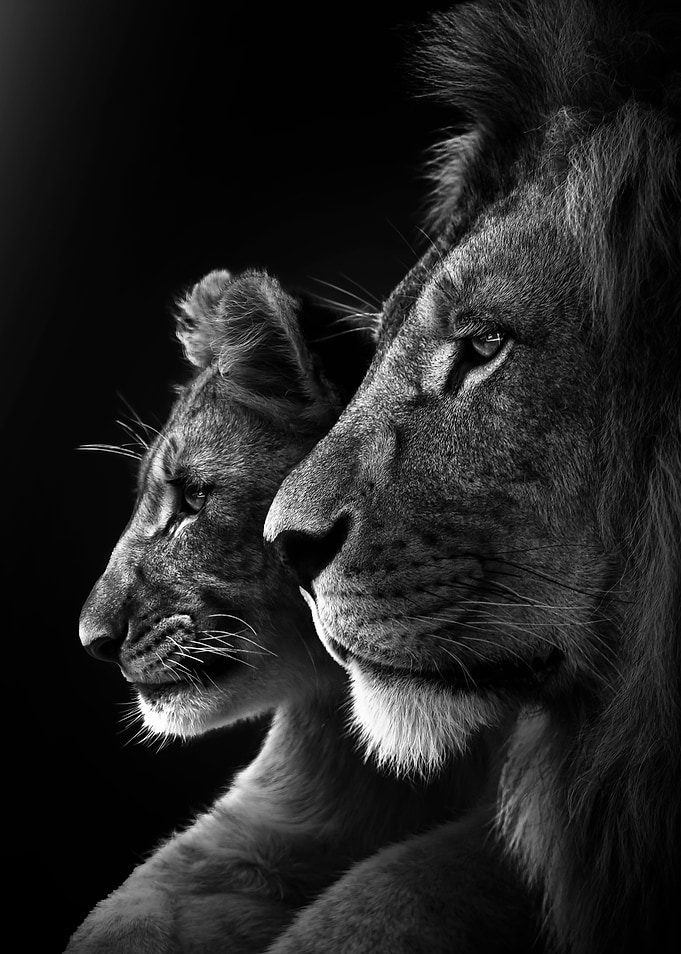 king and the son
