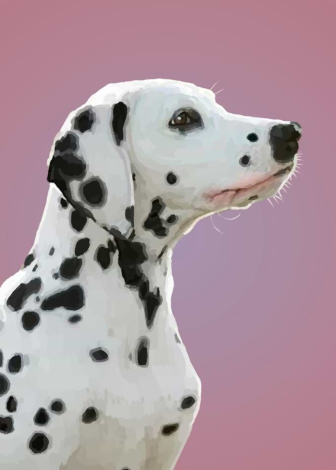 Dalmatian Dog