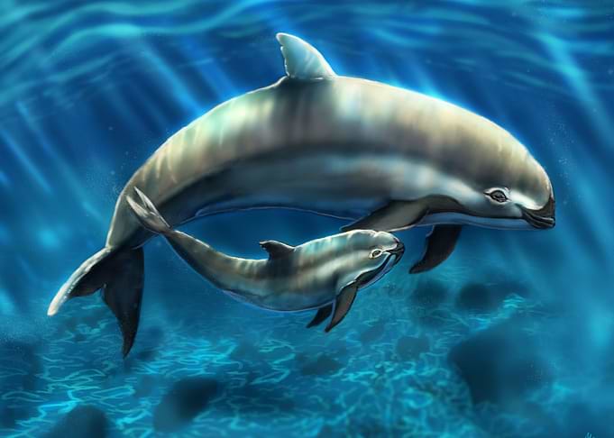 Porpoise Maternal Bond