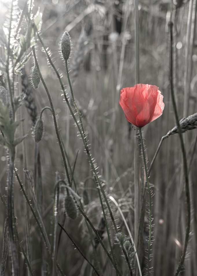 Poppy