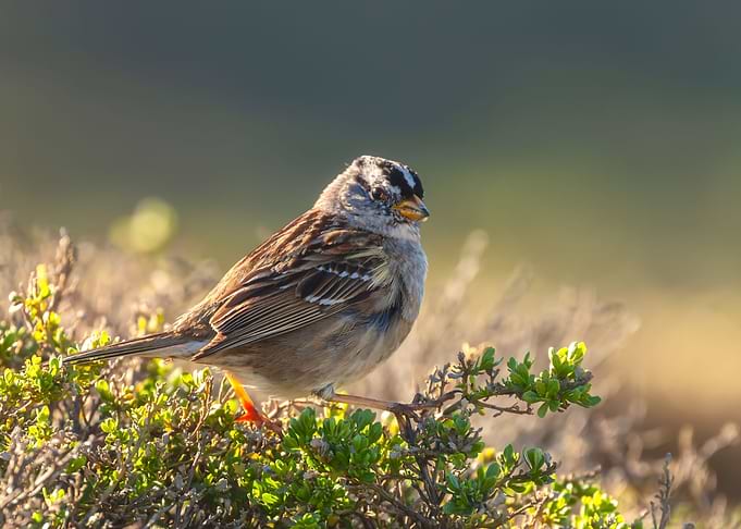 Posing Sparrow