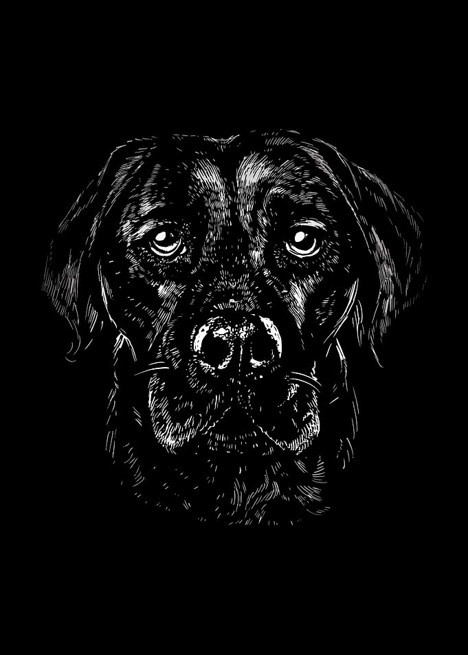 Dog Dogs Dog Lovers Dog