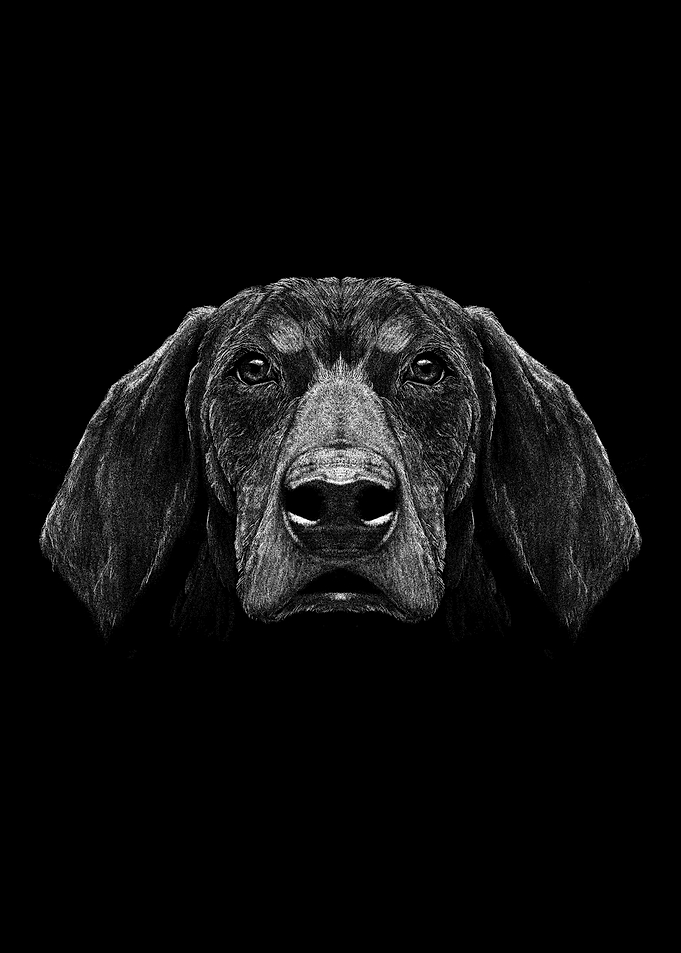 Dog Dogs Dog Lovers Dog