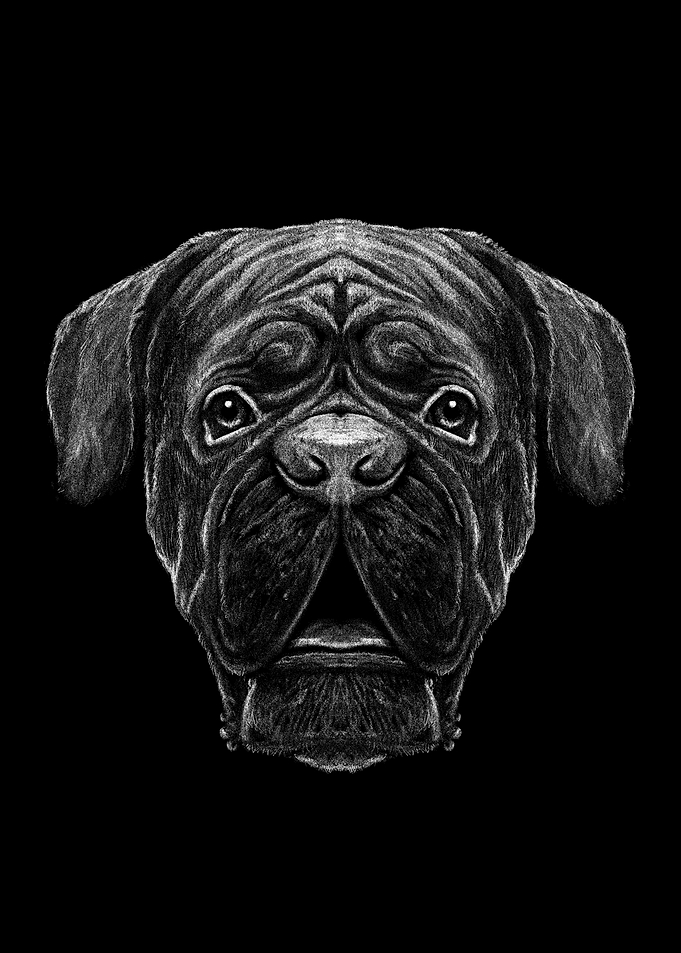 Dog Dogs Dog Lovers Dog