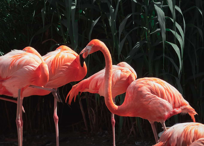 Flamingos with leaves